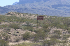 Larrea tridentata