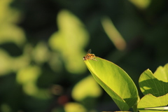 Palpada vinetorum