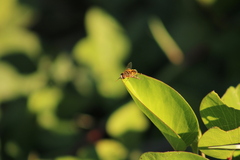Palpada vinetorum