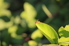 Palpada vinetorum