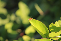 Palpada vinetorum