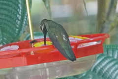 Heliomaster longirostris