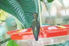 Heliomaster longirostris