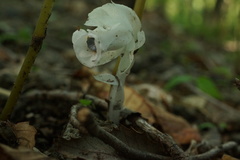 Monotropastrum humile