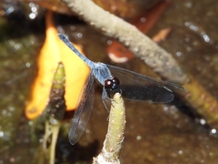 Erythrodiplax berenice