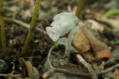 Monotropastrum humile