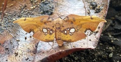 Siculodes aurorula