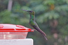 Heliodoxa leadbeateri