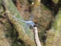 Erythrodiplax berenice