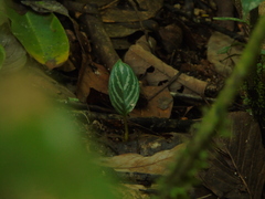 Aglaonema