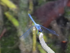Erythrodiplax berenice