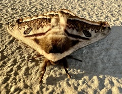 Saturnia pyretorum