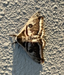 Saturnia pyretorum