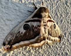 Saturnia pyretorum