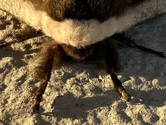 Saturnia pyretorum
