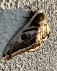 Saturnia pyretorum