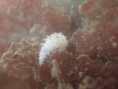 Aegires albopunctatus