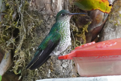 Taphrospilus hypostictus