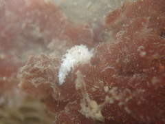 Aegires albopunctatus