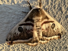 Saturnia pyretorum