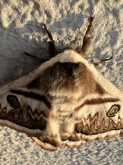 Saturnia pyretorum