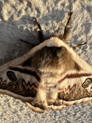 Saturnia pyretorum