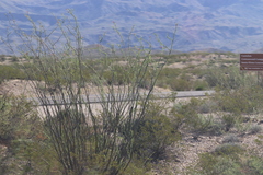 Larrea tridentata