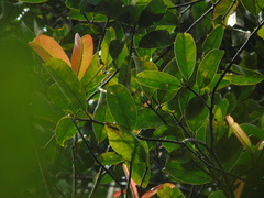Garcinia