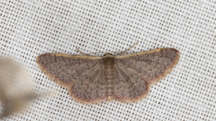 Idaea costaria