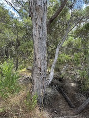 Taxandria juniperina