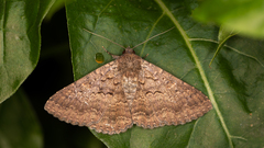 Eudesmeola lawsoni