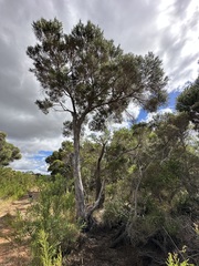 Taxandria juniperina