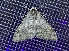 Phigalia strigataria