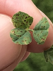 Pseudopeziza trifolii