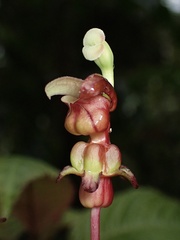 Burmeistera multiflora