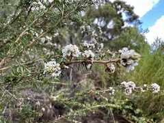 Taxandria juniperina