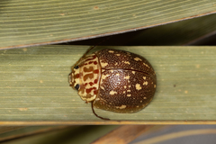 Paropsis geographica