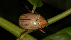 Anoplognathus montanus
