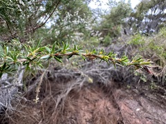 Taxandria juniperina