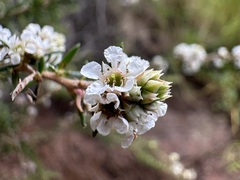 Taxandria juniperina