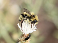 Bombus bifarius