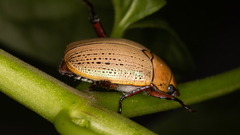 Anoplognathus montanus