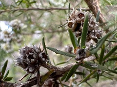 Taxandria juniperina