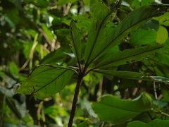 Actinodaphne