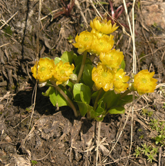 Oxygraphis glacialis