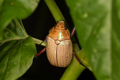 Anoplognathus montanus
