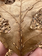 Macrodiplosis qoruca