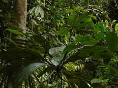 Actinodaphne