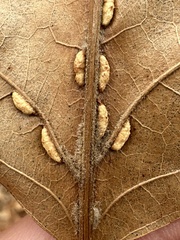 Macrodiplosis qoruca