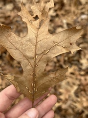 Macrodiplosis qoruca